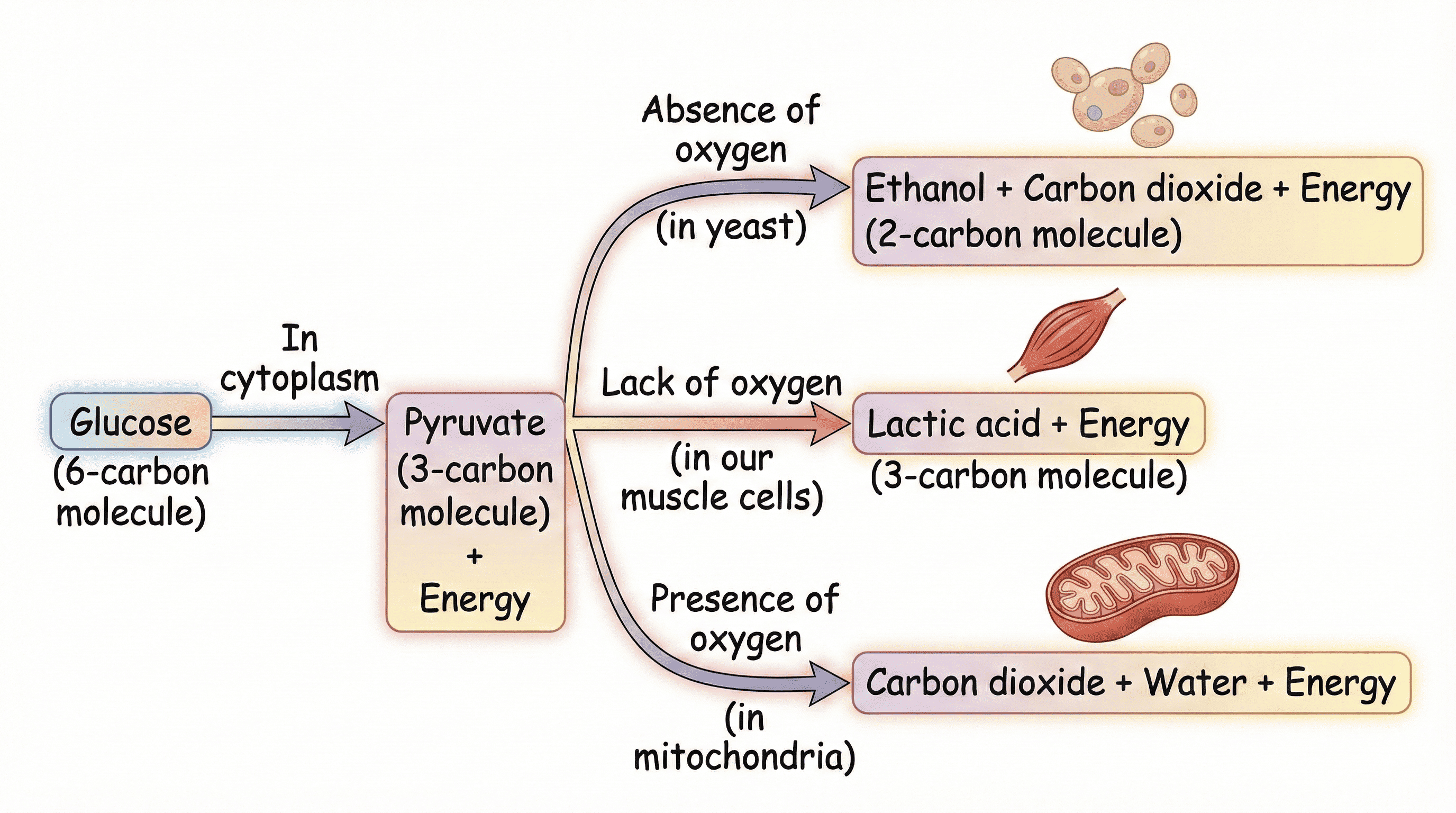 Glucose Breakdown Flowchart